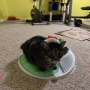 Guynamedpie