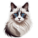 kucing13