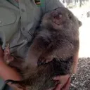 adorable_moose_84673