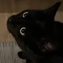 dadamii