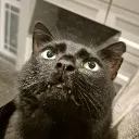 solar_da_cat