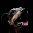 jagdterrier