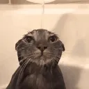 hellomoo1