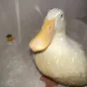 mrnoodle1