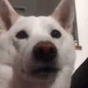 real_jake