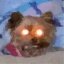 codadude