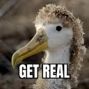 mulletbird