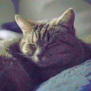 alonelycat31