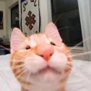 asthmacat