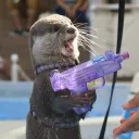 dd.otter