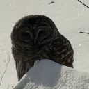 crypticzoro
