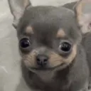 adamiexe