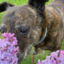 avatar darklightrabbi