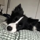 pepperpawzz