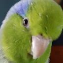 bird10
