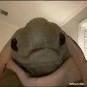 dogo_21