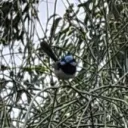 skybluewren