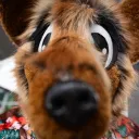 finleybrownfox