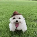 meadiao