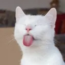 muskatik_