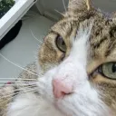 blella