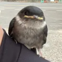 thesneezingsoab