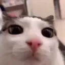 citos