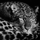 avatar 𝔰𝔢𝔩𝔦𝔫𝔠𝔥𝔢𝔫𝔫