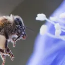 quibibee