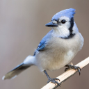 TheTenthBlueJay