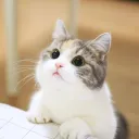 minidoracat avatar