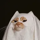 carosimsunivers