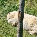 avatar 2 Nurglings in a trenchcoat