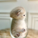 avatar white_schnuriii