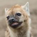 Fallen Angel's Avatar