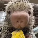 JodzaGX's Avatar