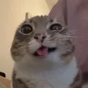 frogsauce2468