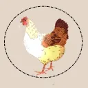 chickenroostart