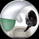 notanimalanimal