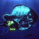 cephelo
