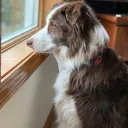boodog9