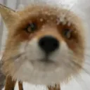 Image for renardspark