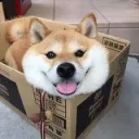 toutouchien