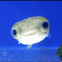 avatar SogliolaBrodino