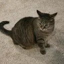 fatguylul