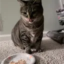 fatguylul