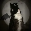 horror.showcase