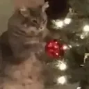 benmiki