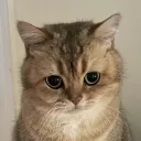 iozo