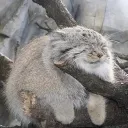 cinqu